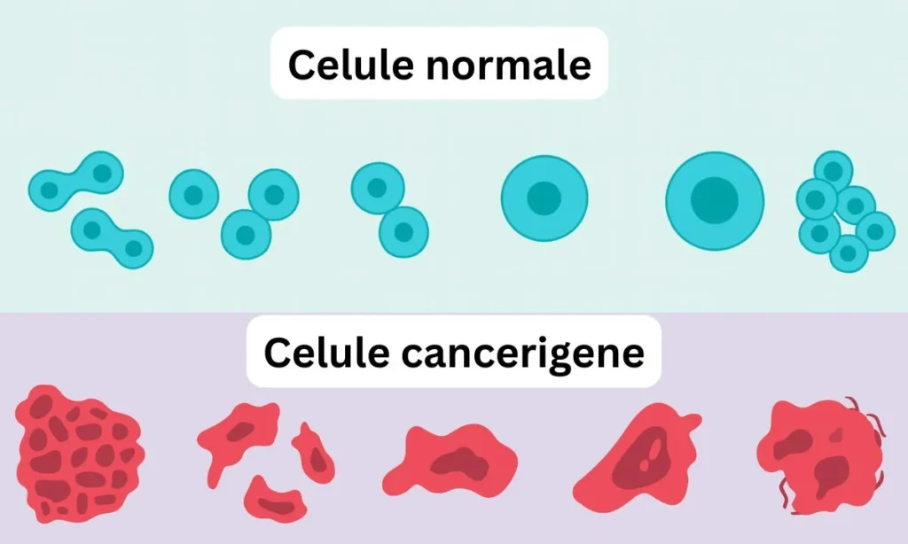 Celule canceroase vs celule normale